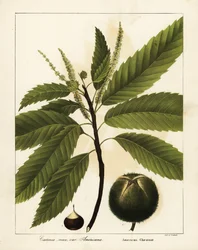 アメリカ栗、Castanea dentata Castanea vesca var