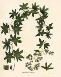 アメリカのつる性シダまたはハートフォード シダ、Lygodium palmatum