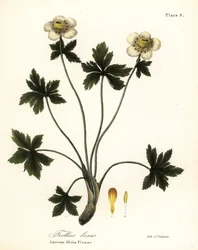 アメリカの球根の花またはアメリカの広がる球根の花、Trollius laxus