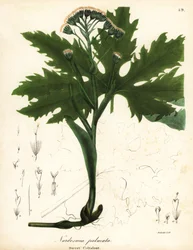 北極甘いフキまたは北極フキ、Petasites frigidus var
