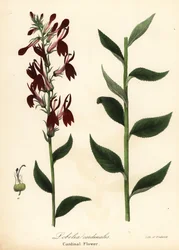 枢機卿の花、ロベリア cardinalis