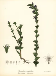 握り金星の鏡または握りキキョウ、Triodanis perfoliata (幹握り鏡、Specularia perfoliata)