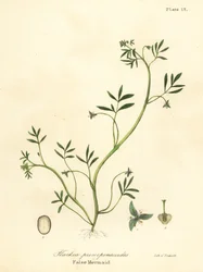 偽の人魚、Floerkea proserpinacoides