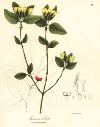 ハエ スイカズラ、スイカズラ ciliata