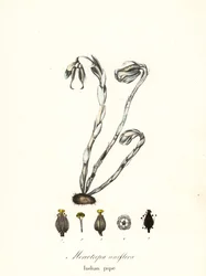 ゴースト プラント、ゴースト パイプ、インディアン パイプまたは死体植物、Monotropa uniflora