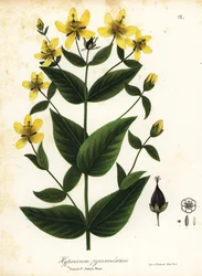 グレート・ストリート