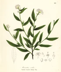 ジャージー ティー、Ceanothus herbaceus (狭葉のジャージー ティー、Ceanothus ovalis)