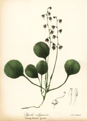 Liverleaf ウィンターグリーン、ボグ ウィンターグリーンまたはピンク ウィンターグリーン、Pyrola asarifolia (スワンプ ウィンターグリーン、Pyrola uliginosa)