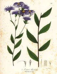 低ラフアスターまたはラフウッドアスター、Eurybia radula (Rasp-leaved aster、Aster radula)