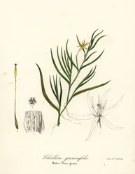 マッドプランテーンまたはホテイアオイ、Heteranthera dubia（ウォータースターグラス、Schollera graminifolia）