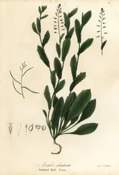 Murbeckiella pinnatifida (歯のある壁クレス、シロイヌナズナ)