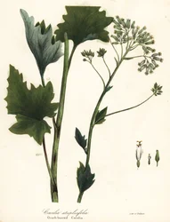 淡いインドのオオバコ、Arnoglossum atriplicifolium (オレンジの葉のカカリア、Cacalia atriplicifolia)