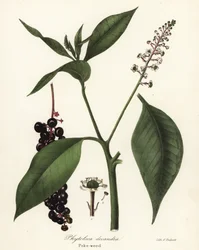 ヤマモモ、Phytolacca americana (Phytolaca decandra)