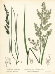 プレーリー ウェッジスケール、Sphenopholis obtusata、およびカナダのヨシ草、Calamagrostis canadensis