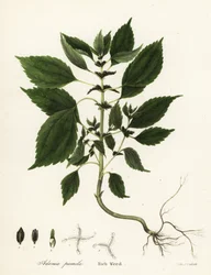 豊かな雑草、Adenia pumila (Collinsonia canadensis?)