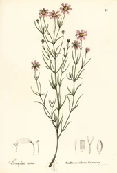 小さなバラ色のコレオプシス、Coreopsis rosea