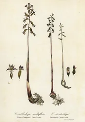 斑点のあるサンゴの根、Corallorhiza maculata、および秋のサンゴの根、Corallorhiza odontorhiza