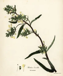 背の高いシラミまたは沼シラミ、Pedicularis lanceolata