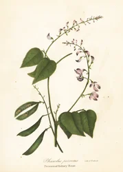 野生のインゲンマメ、Phaseolus polystachios (多年生インゲンマメ、Phaseolus perennis)