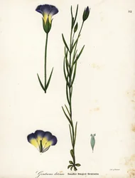 ウィンドミル フリンジ リンドウ、Gentianopsis detonsa (スモール フリンジ リンドウ、Gentiana detonsa)