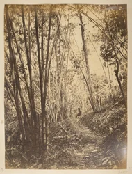 ティースタの竹林。  ダージリンの景色。 1870年代