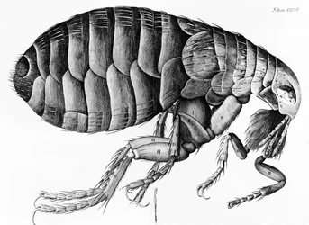 ロバート・フックによる顕微鏡観察からのノミ（1635-1703）、1665