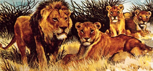 ライオンの誇り