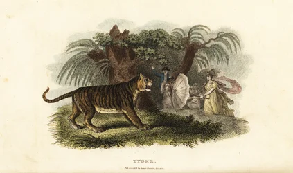 傘を振るイギリス人女性に怯えるトラ（Panthera tigris）。