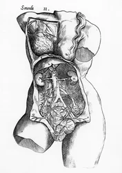 女性の人体の解剖学的研究