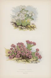 Androsace Villosa; Saxifraga Oppositefolia (カラーリソ)