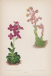 Arabis Blepharophylla; Saxifraga Ambigua (カラーリトグラフ)