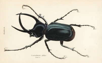 アトラス・ビートル（Chalcosoma atlas）（Scarabaeus atlas