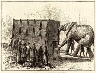 動物園から大ゾウ、ジャンボを追い出そうとする試み（エングレーヴィング）