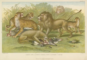 ビッグキャット（彩色済み彫刻