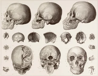 19世紀の版画の後の頭の骨