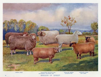 羊の品種（カラーリトグラフ