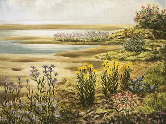 イギリスの塩湿地の花
