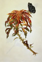 大きな開花植物の蝶と毛虫