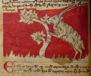 CCA-LitMs - D - 10 fol.1vヤギ、Bestiaryから