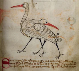 CCA-LitMs - D - 10 fol。 15rコウノトリ、Bestiaryから