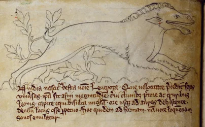CCA-LitMs - D - 10fol。 3v Leucrota、Bestiaryから