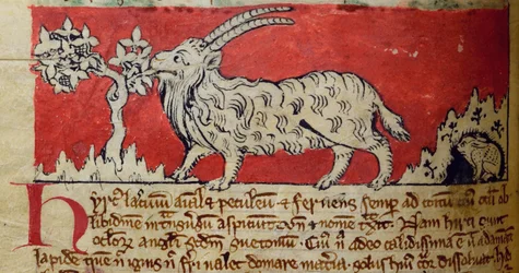 CCA-LitMs - D - 10fol。 8vヤギ、Bestiaryから