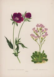 Callirhoe Involucrata; Statice Emarginata (カラーリトグラフ)
