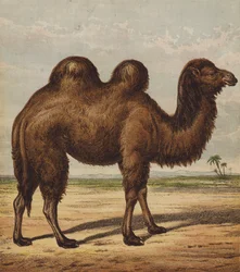 キャメル（カラーリトグラフ）