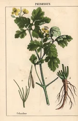 黄色の花と根を示すクサノオウ。   、「教育的な絵本、または野菜の世界からの教訓」[シャーロット・メアリー・ヤング]、エジンバラより