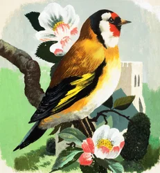 チャフィンチ（紙にグワッシュ）