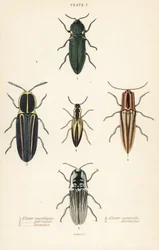 クリックビートル：ヘッドライトエレーター、Pyrophorus noctilucus 1、Chalcolepidius porcatus 2、ラインドクリックビートル、Agriotes lineatus 3、Elater suturalis 4、Semiotus distinctus 5