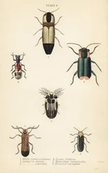 カチカチのカブトムシMelanoxanthus melanocephalus 1、Luciola italica 2、Lampyris latreillii 3、Lycus festivus 4、soft-wing flower beetle、Clanoptilus marginellus 5、Priocera variergata 6