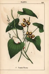 ゴールデン ベリーと一般的なブリオニー。 ブリオニア・アルバ   、「教育的な絵本、または野菜の世界からの教訓」[シャーロット・メアリー・ヤング]、エジンバラより