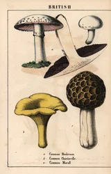 一般的なキノコのアガリクス、黄金シャンタレル キノコ Cantharellus cibarius、モレル キノコ Morchella esculenta   、「教育的な絵本、または野菜の世界からの教訓」[シャーロット・メアリー・ヤング]、エジンバラより